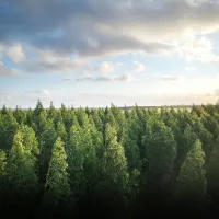 Skog med fint vær